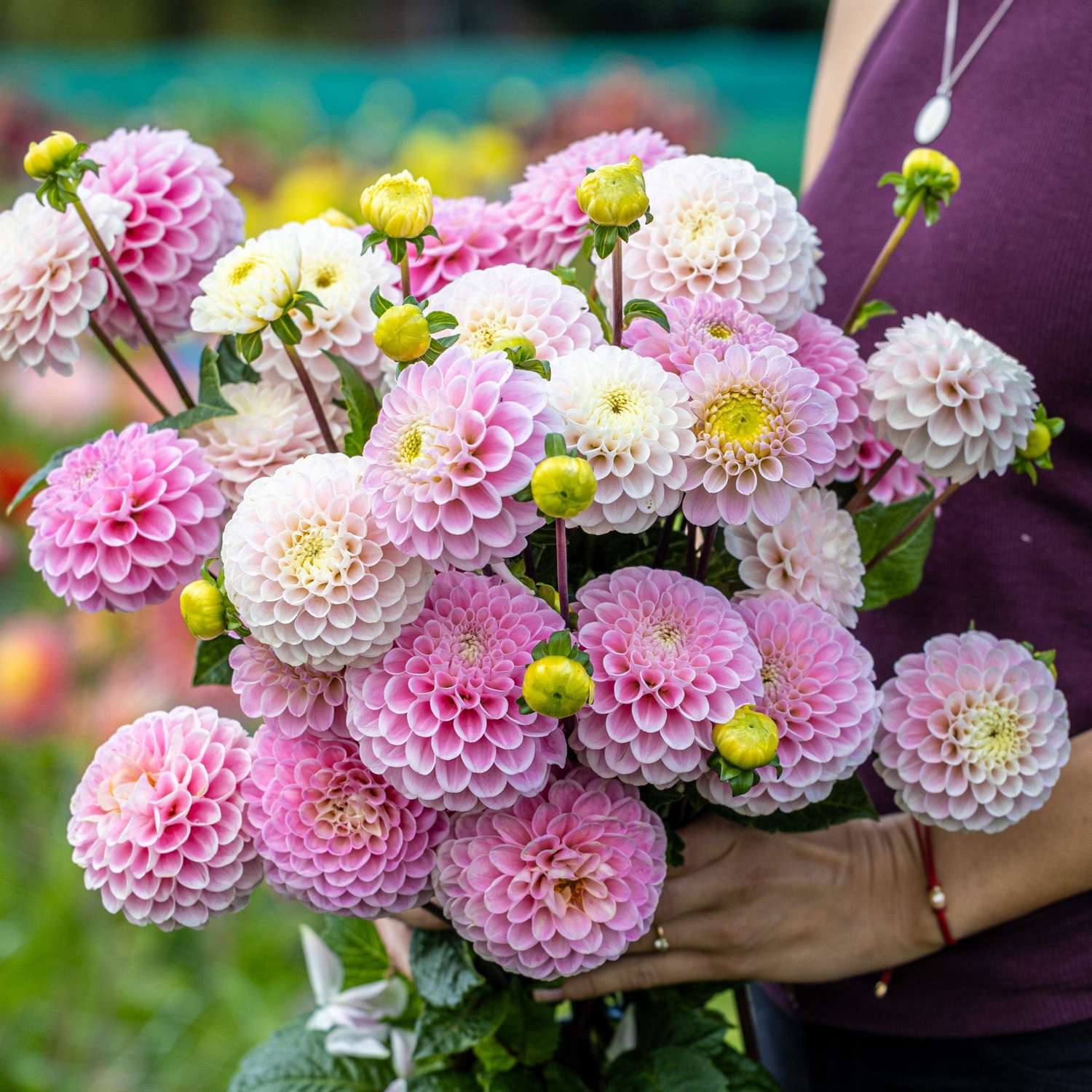 Daaliamix 'Cotton Candy'